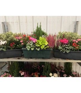 Compo Jardiniere 40 Cm