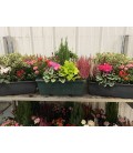 Compo Jardiniere 40 Cm