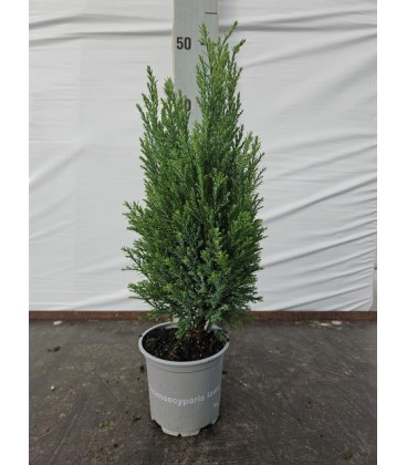 Ellwoodie Pot de 10.5 h35