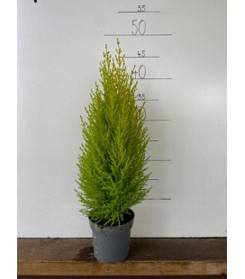 Goldcrest Wilma pot de 11