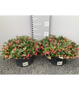 Gaultheria coupe de 23 H20/30
