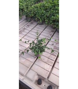 Lierre vert Ø 11 h 15