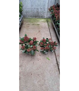 Skimmia 5+ Fleurs Ø 10.5