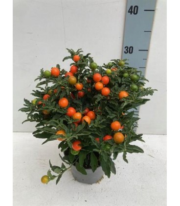 Solanum thorino pot de 13