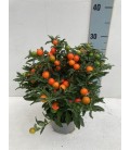 Solanum thorino pot de 13