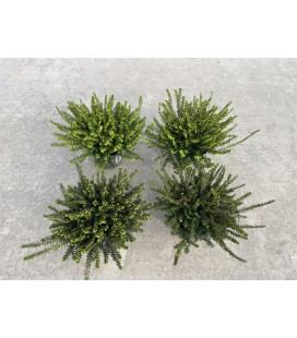 Erica Darleyensis mix Ø 10.5