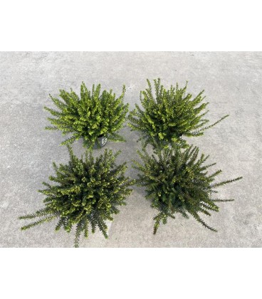 Erica Darleyensis mix Ø 10.5