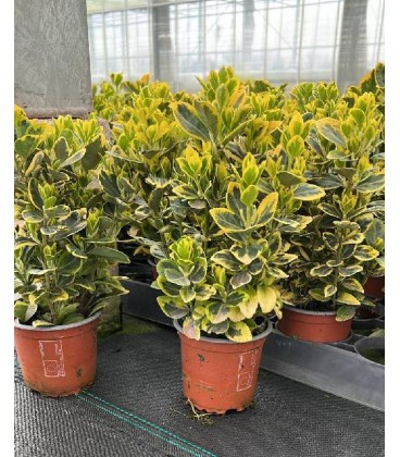 Fusain Marieke Ø10.5