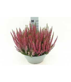 Calluna beauty  Coupe rouge Ø 23 
