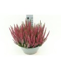 Calluna beauty  Coupe rouge Ø 23 