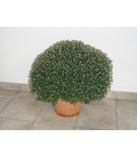 Chrysantheme pomp unic Ø 33 