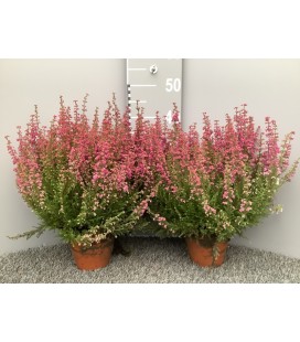 Bruyere Gracilis pot de 13 