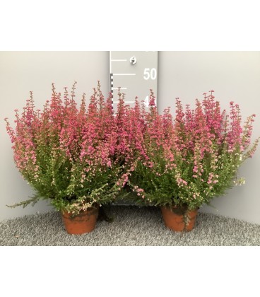 Bruyere Gracilis pot de 13 rose