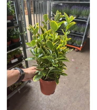 Fusain aureus pot de 13