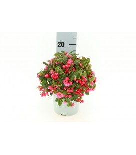 Gaulteria pot de 12