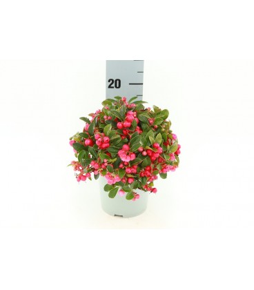 Gaulteria pot de 13 