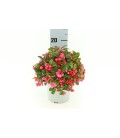Gaulteria pot de 13 