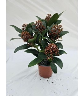 Skimmia Rubella 5fl+ Ø10.5