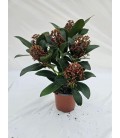 Skimmia Rubella 5fl+ Ø10.5