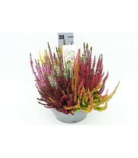 Calluna coupe Ø 23 mosaica