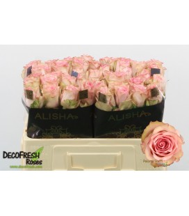 Rose Paloma Steffi 50 cm