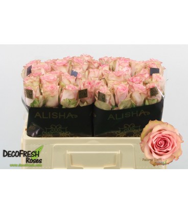 Rose Paloma Steffi 50 cm