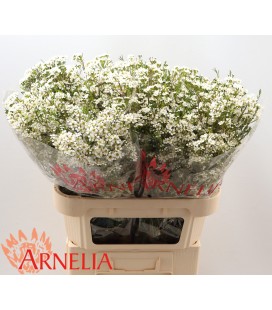 Wax Pelaco 80 cm