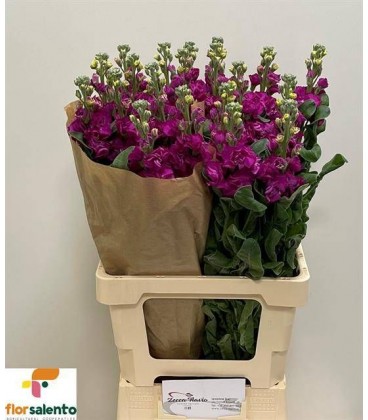 Giroflée Iron rose 65 cm