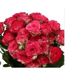 Rose Branchue Vanessa 50 cm
