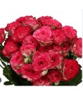 Rose Branchue Vanessa 50 cm