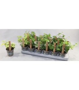 Lierre mix pot de 09