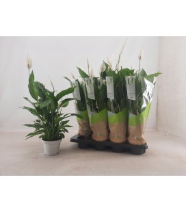 Spathiphyllium Strauss Ø 13