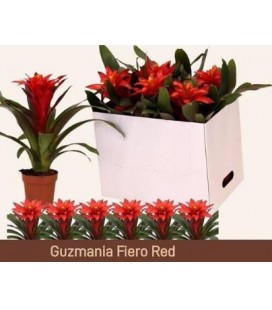 Guzmania Fiero red Ø 12