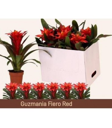 Guzmania Fiero red Ø 12