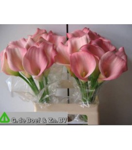 Calla samur 55 cm