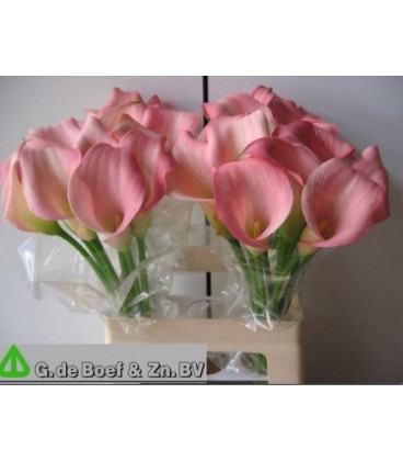 Calla samur 55 cm