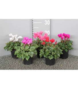 Cyclamen mini mix Ø 10.5