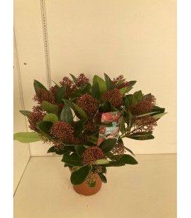 Skimmia Ø 17 +20 fl