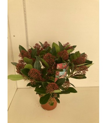 Skimmia Ø 17 +20 fl