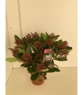 Skimmia Ø 17 +20 fl