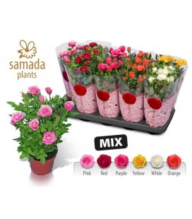 Rosier star mix Ø 12