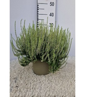Calluna Garden Girls Ø 17