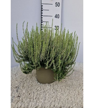 Calluna Garden Girls Ø 17