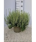 Calluna Garden Girls Ø 17