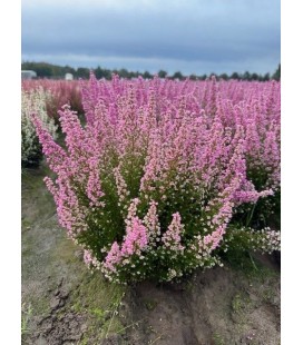 Gracilis rose Ø 13