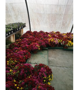 Chrysantheme pomp carnaval Ø 19 pet