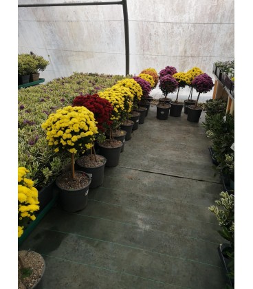 Chrysantheme Tige Ø 21