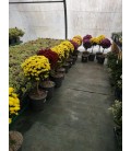Chrysantheme Tige Ø 21