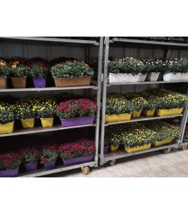 Chrysantheme pomp Jardiniere 40 cm