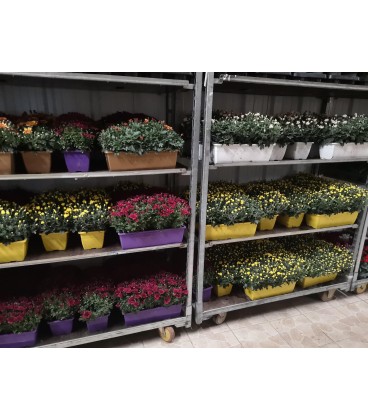 Chrysantheme pomp Jardiniere 